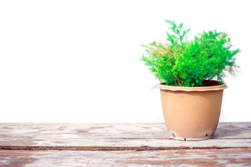 Green tree in a pot on a wooden floor isolate background.