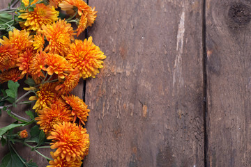 Border from fresh orange autumnal flowers  chrysanthemum on weathered  wooden background.
