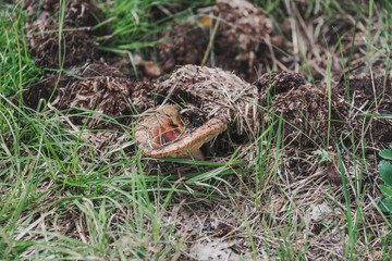 Mushrooms Growing in Grass