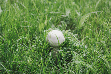 mushrooms grow in the grass
