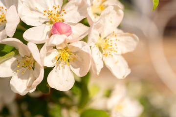 Spring blooming tree. Beautiful apple flowers on branch. Close-up.