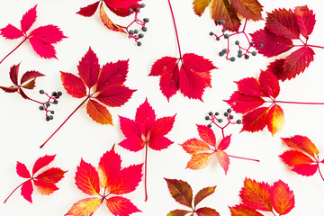 Autumn pattern made of red leaves on white background. Flat lay, Top view
