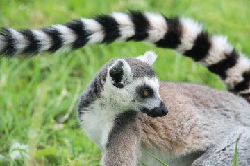 Long tail of ring tailed lemur