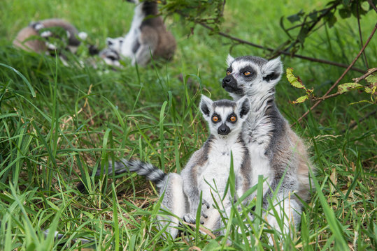 Young and adult ring tailed lemur © annapimages