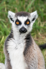 Obraz premium Ring tailed lemur