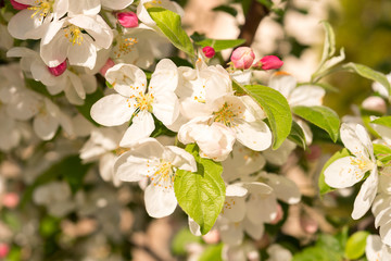 Spring blooming tree. Beautiful apple flowers on branch, close-up.