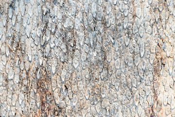 Tree bark texture background.