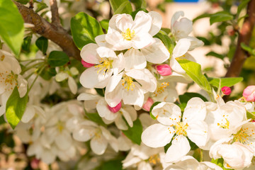 Naklejka na ściany i meble Spring blooming tree. Beautiful apple flowers on branch, close-up.