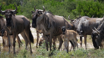 Wildebeest herd close up