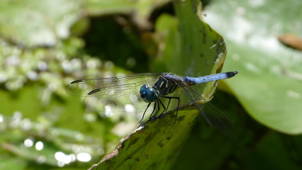 dragonfly 10