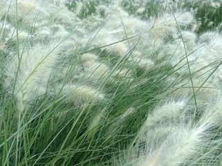 Hierba mecida por el viento