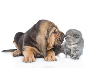 Bloodhound puppy sniffing a kitten. isolated on white background - obrazy, fototapety, plakaty