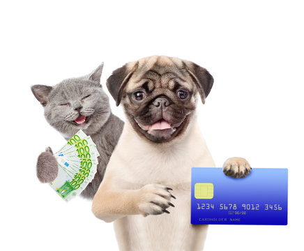 Happy Cat with Euro and Funny puppy hold credit card. isolated on white background