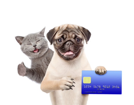 Happy Cat and Funny puppy hold credit card. isolated on white background