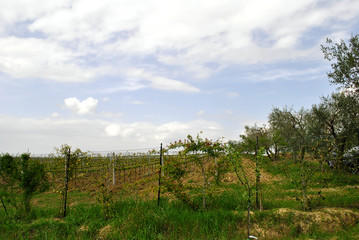 Fototapeta na wymiar outdoor view of a vineyard with a metallic fence