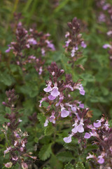 Teucrium chamaedrys