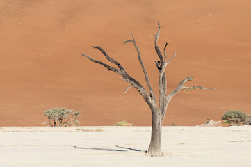 Dead acacia trees and dunes in the Namib desert / Dunes and dead acacia trees in the Namib desert,...