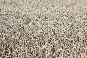 Wheat field texture in ochre colors, agriculture