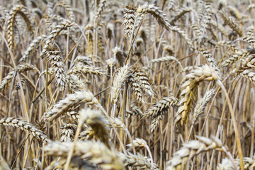 Wheat field close up phto to corn ear