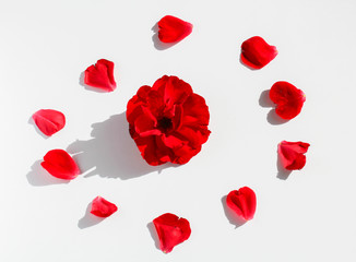 Red flower petals on white background designed to circle with blossom in center