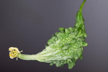 Momordica angolensis