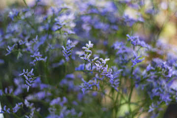 Blue flowers background