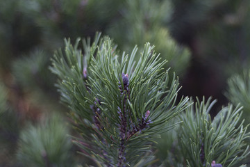 Green conifer