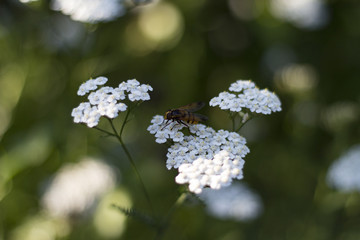 White flower with bee