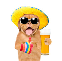 Naklejka premium Funny puppy in summer hat and with a glass of beer showing thumbs up. isolated on white background