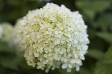 Hydrangea flower