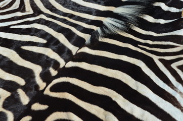 Fototapeta na wymiar Zebra Skin