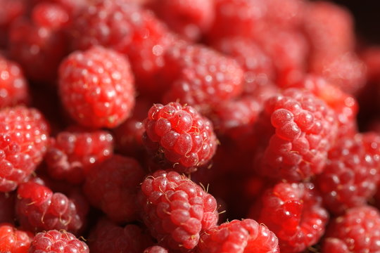 Ripe raspberry closeup