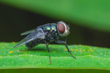 insect fly or blow fly in nature.