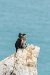 Great cormoran, two birds on the cliff in Ireland
