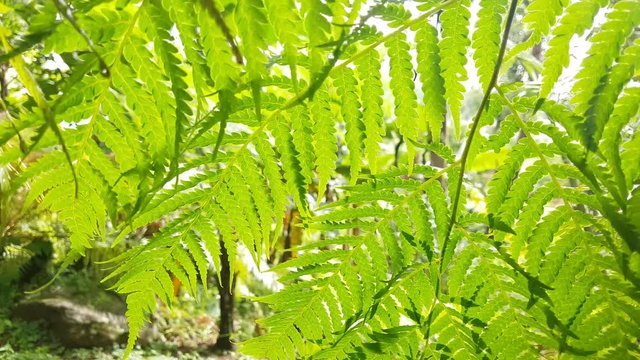 Sun shining through fern leaves in a rainforest in Thailand
