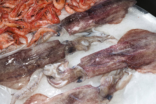 Italy, Sorrento, fresh sea fish,squids
