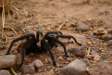 tarantula 