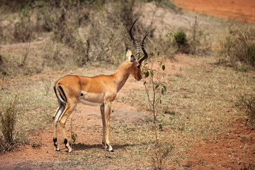 Naklejka na ściany i meble The impala (Aepyceros melampus) marking male in a savannah