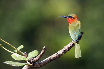 The red-throated bee-eater (Merops bulocki) sitting on the branch with green background