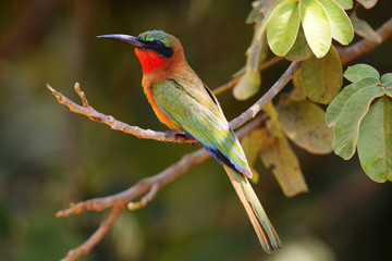 The red-throated bee-eater (Merops bulocki) sitting on the branch with green background