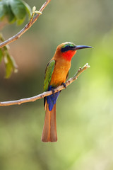 The red-throated bee-eater (Merops bulocki) sitting on the branch with green background