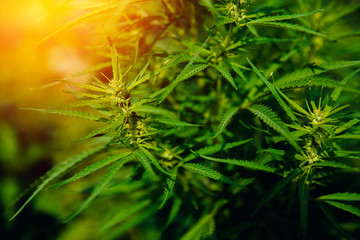 Bush Flowering herb hemp with seeds and flowers with a sun glint on a dark green background....