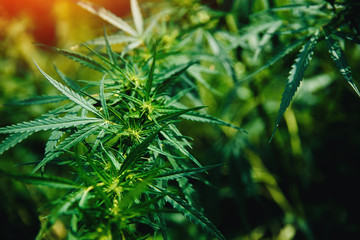 Bush Flowering herb hemp with seeds and flowers with a sun glint on a dark green background. Concept breeding of marijuana, cannabis, legalization.