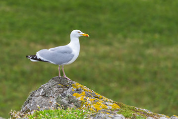      Gull standing on the rock in Ireland, funny head in front 
