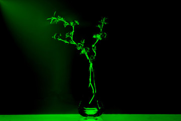 Sakura in a vase on a black background. The gradient is black-green. Toned.