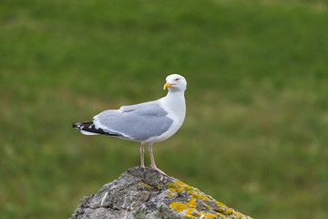      Gull standing on the rock in Ireland, funny head in front 
