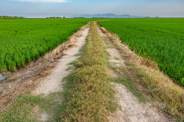 Fototapeta na wymiar Track across Albufera plantations, Valencia