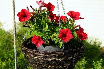 a basket of flowers