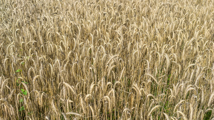 Wheat field