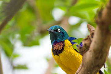 Colorful Bird in Zoo